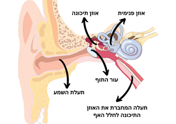 עור התוף (Tympanic Membrane) הוא קרום המפריד בין תעלת האוזן החיצונית לבין האוזן התיכונה.